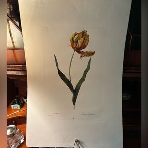Hand Colored Botanical ‘Tulipa des Jardins’